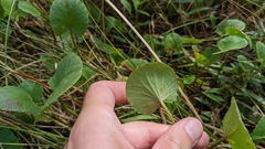 Centella erecta