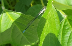 Paracercion calamorum