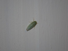 Gyponana
