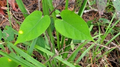 Gonolobus suberosus