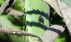 Dendryphantes