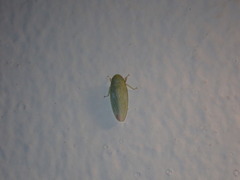 Gyponana