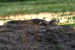 Caiman latirostris