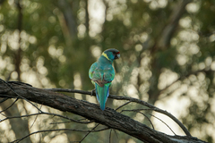 Barnardius zonarius barnardi