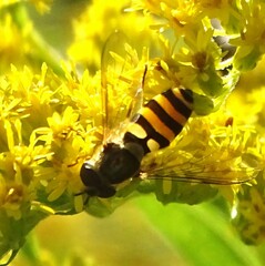 Syrphus rectus