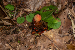 Calostoma cinnabarinum