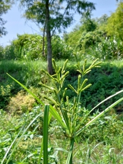 Cyperus imbricatus