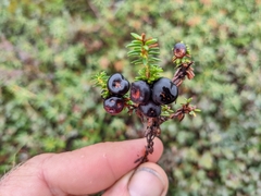 Empetrum nigrum