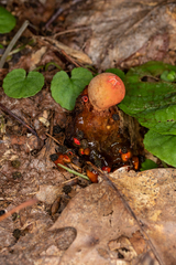 Calostoma cinnabarinum