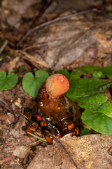 Calostoma cinnabarinum