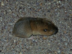 Thomomys umbrinus