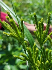 Cyperus imbricatus