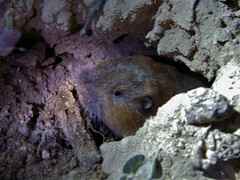 Thomomys umbrinus