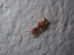 Odontomachus haematodus