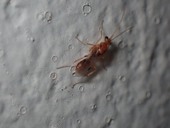 Odontomachus haematodus