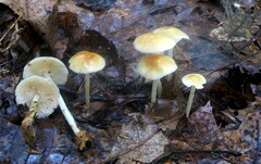 Marasmius strictipes