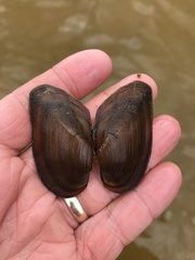 Unionidae