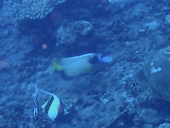 Pomacanthus imperator