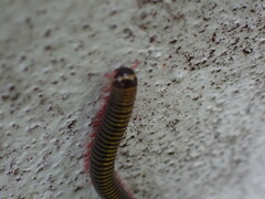 Anadenobolus monilicornis