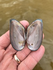 Unionidae
