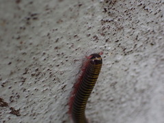 Anadenobolus monilicornis