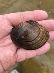 Atlanticoncha ochracea