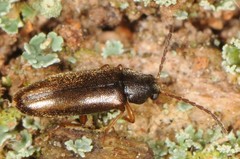 Melandryidae