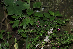 Fuchsia