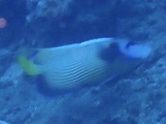 Pomacanthus imperator