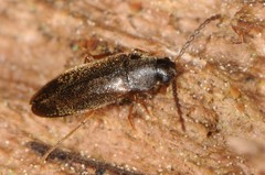 Melandryidae