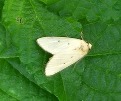 Marimatha nigrofimbria