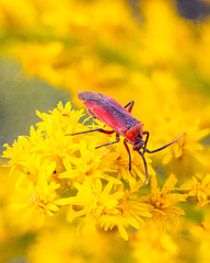 Lopidea instabilis