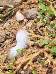 Apatelodes torrefacta