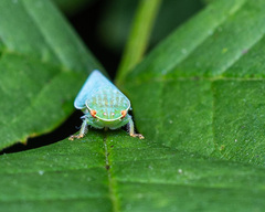 Gyponana octolineata