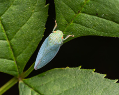 Gyponana octolineata