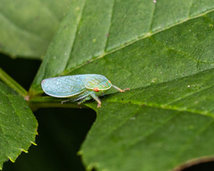 Gyponana octolineata