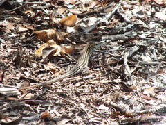 Aspidoscelis sexlineatus