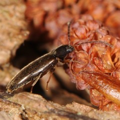 Melandryidae