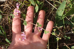 Lespedeza procumbens