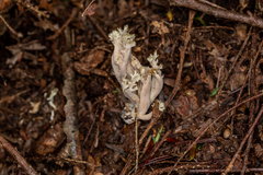 Clavulina cinerea