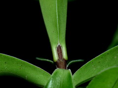 Veronica elliptica