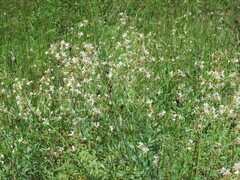 Oenothera filiformis