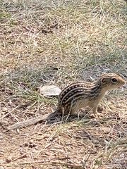 Ictidomys tridecemlineatus