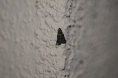 Acrobasis tricolorella