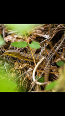 Elgaria multicarinata