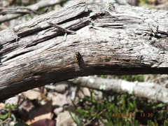 Acmaeodera pulchella
