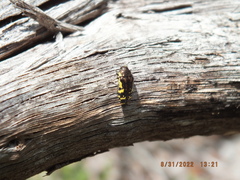 Acmaeodera pulchella