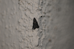 Acrobasis tricolorella