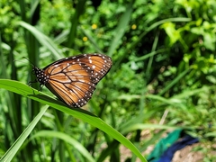 Danaus eresimus montezuma