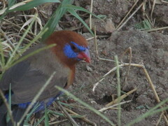 Granatina ianthinogaster